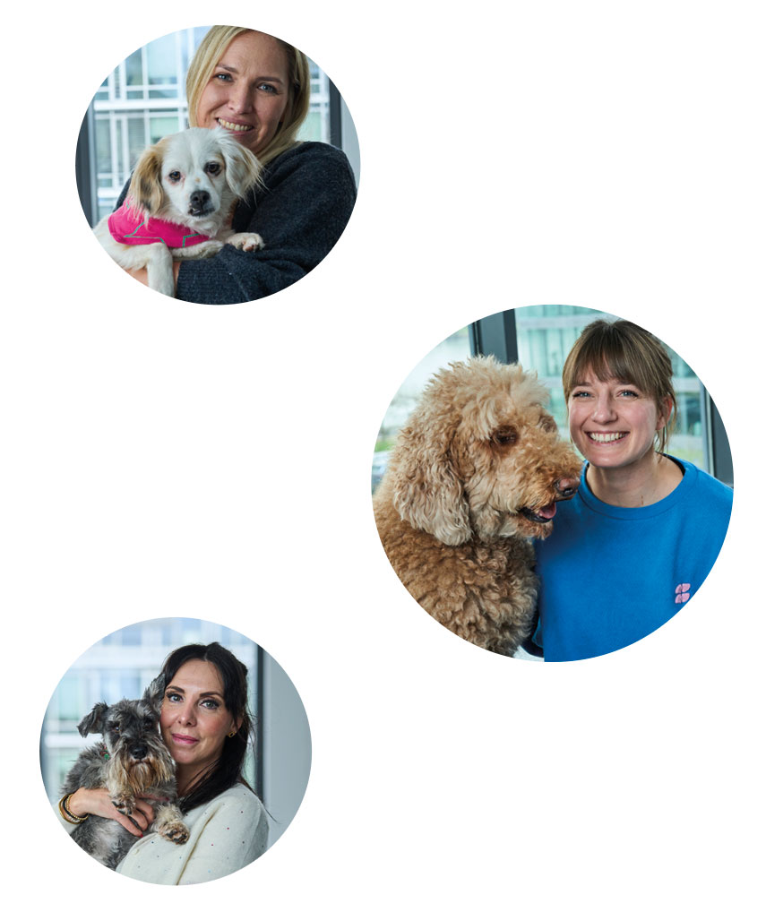 Hunde im Büro vertreiben Stress und verbreiten gute Laune
